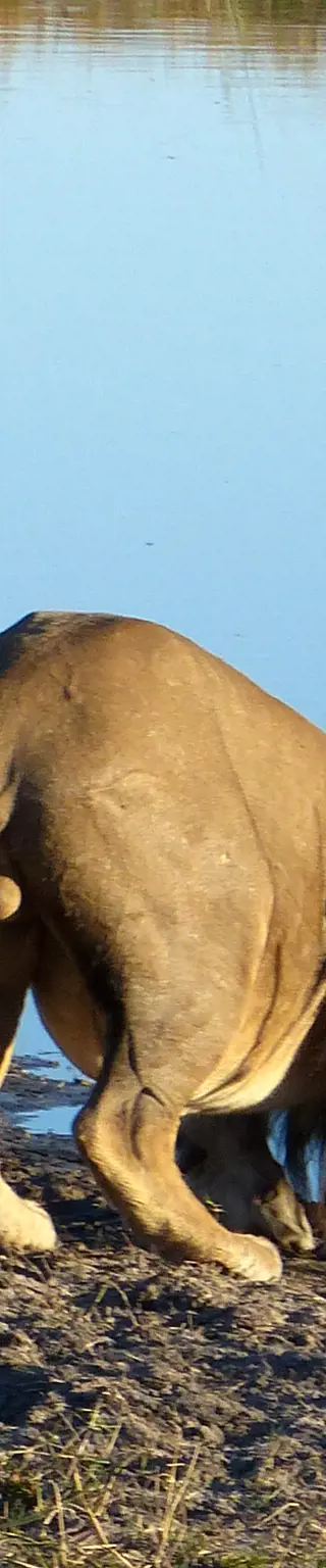 Erlebe die Tiervielfalt im Moremi-Wildreservat